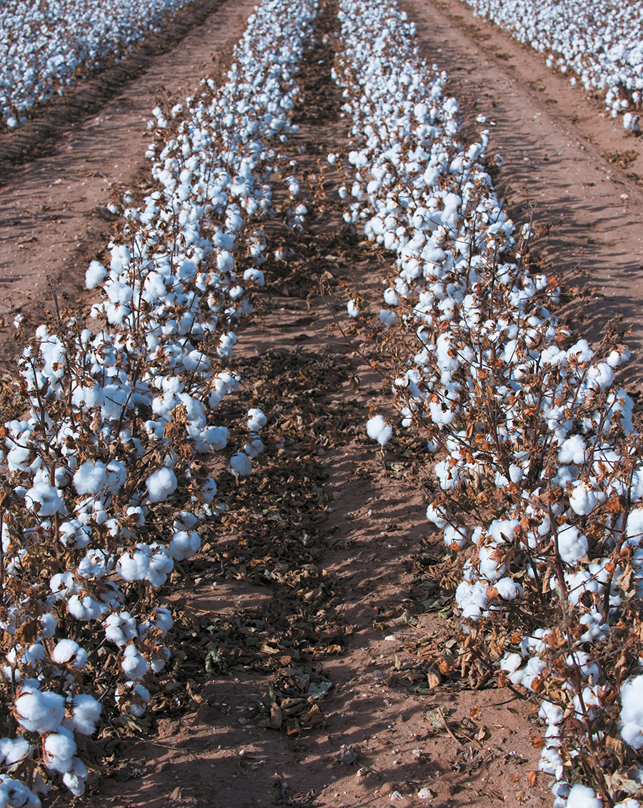 Cotton field Re-sized