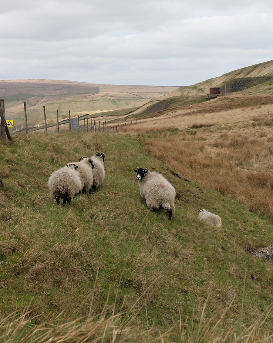 Sheep in the valley lifestyle