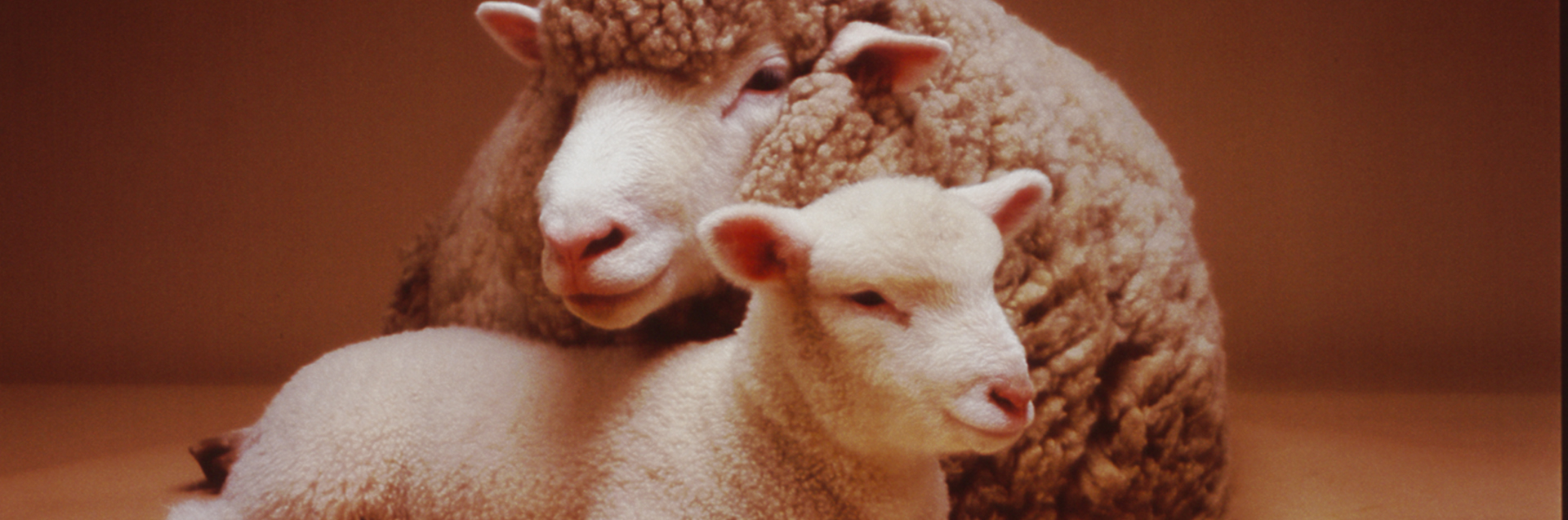 The Baby Yarns Hero Banner